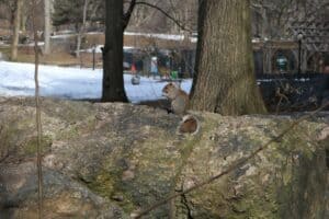 scoiattolo a Central Park