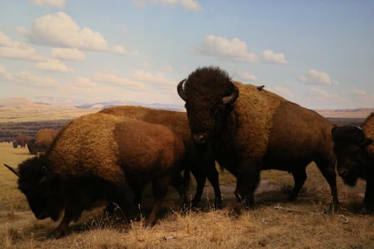 Bisonti al Museo di Storia Naturale a New York