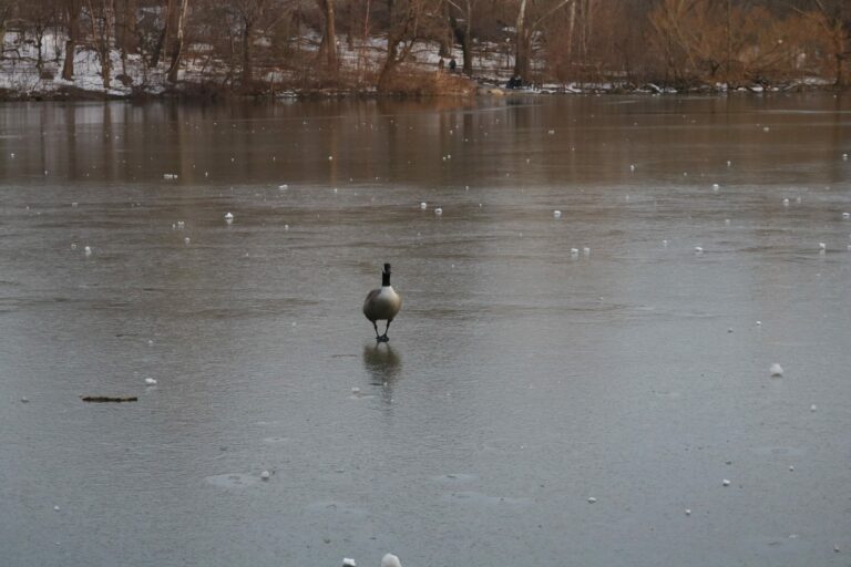 anatra su lago ghiacciato a Central Park