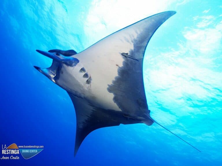 Manta nel mare di La Restinga