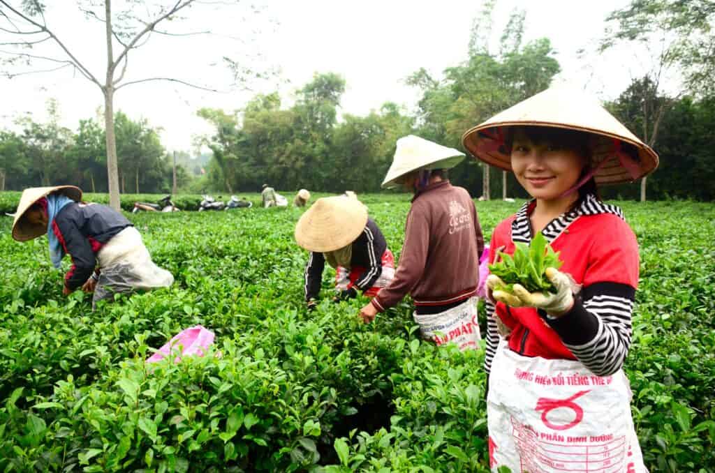 Tea farm-Thai Nguyen ori