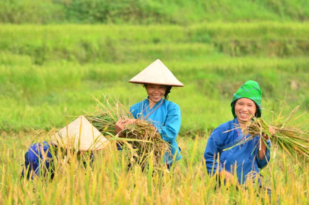 donne che raccolgono grano Vietnam