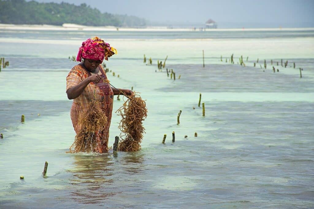 zanzibar donna alghe