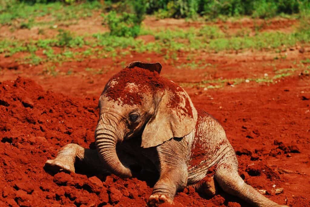 elefante kenya